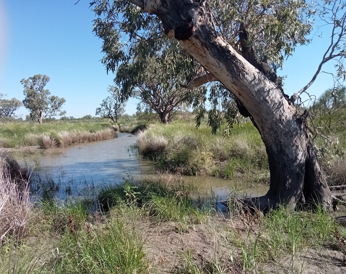 Polly Cutmore (Barawaa) also, @cutmore.bsky.social tweet media