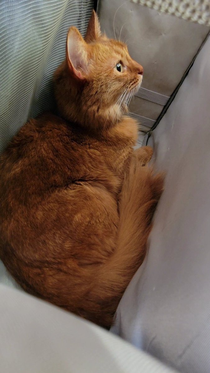 腎不全しぴ、新しい街での初病院。
救急医療センターからの紹介。

本日初診料と血液検査で1万円。

先週の入院治療費費、18万円。
10月の手術治療入院費60万円。
その他ちょこちょこ通院で、
この4ヶ月で100万円越え。

保険にも上限があります。

『大変アピールですか？』