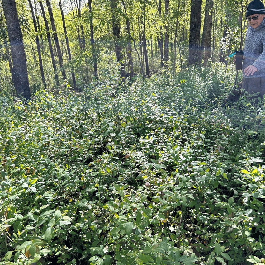 Nuestro lema, «conocimiento ancestral aplicado a la ciencia de hoy», refleja nuestra filosofía de combinar saberes tradicionales con avances científicos para crear soluciones de salud efectivas y respetuosas con el medio ambiente.

👉 lttr.ai/AL35x

#MedicinaNatural