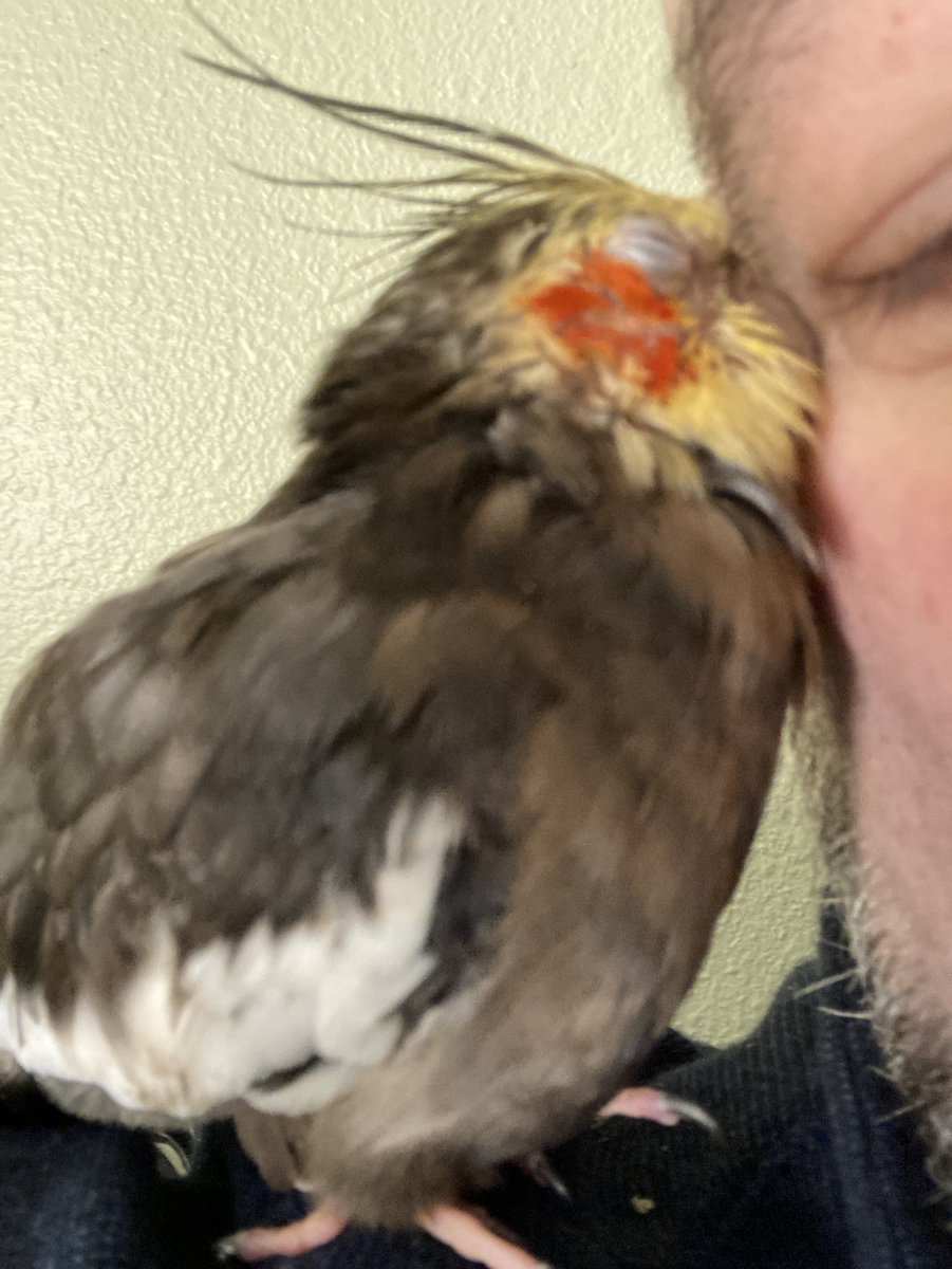 Gottafluff tweet media