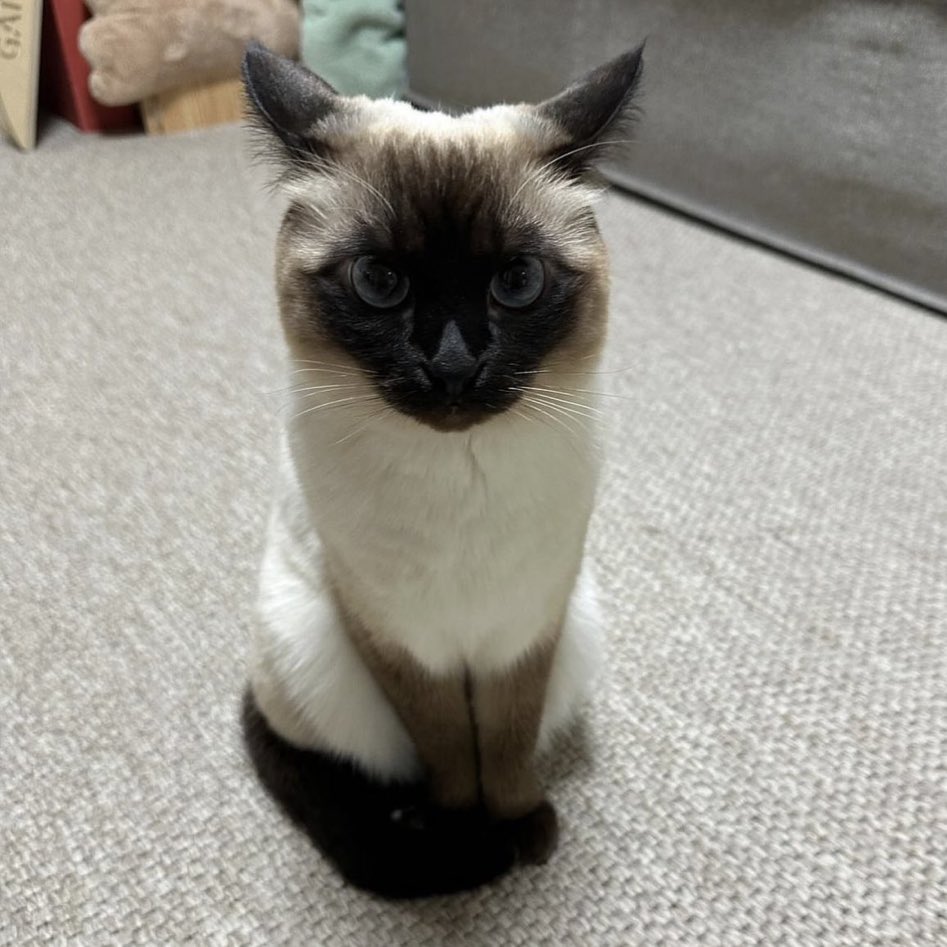 Devon desquehacerado tweet media