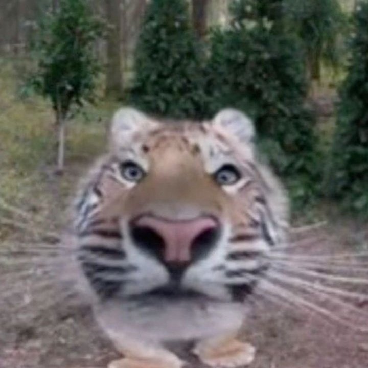 Devon desquehacerado tweet media