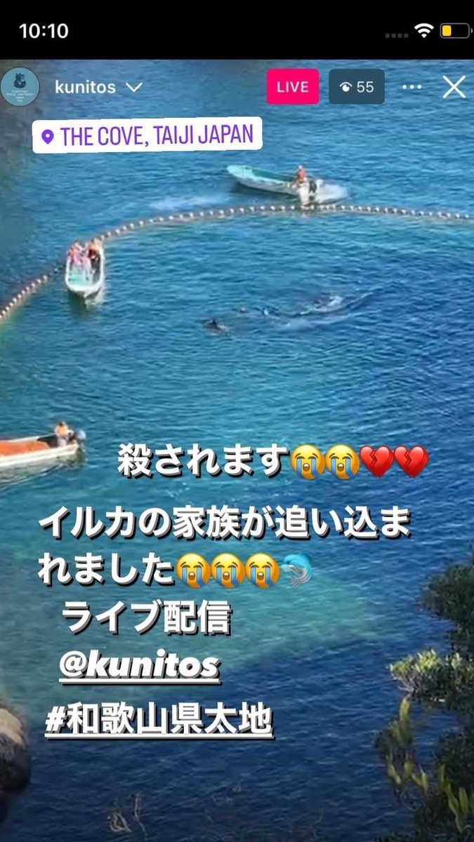 6941yoko's tweet photo. 2024-1-26
Red Cove Day💔💔💔💔🐬😭😭
About 10 Riss'o Angele Family captured.
4 babies The children were abandoned.
Children cannot survive.😭🐬
Sad Day😭😭😭😭🙇♀️
Thank you sad Live😭 @KunitoSeko
#wakayama
#StopTaiji
#stopkillingdolphins
#イルカ追い込み漁反対 https://t.co/yY6UcY5Pze