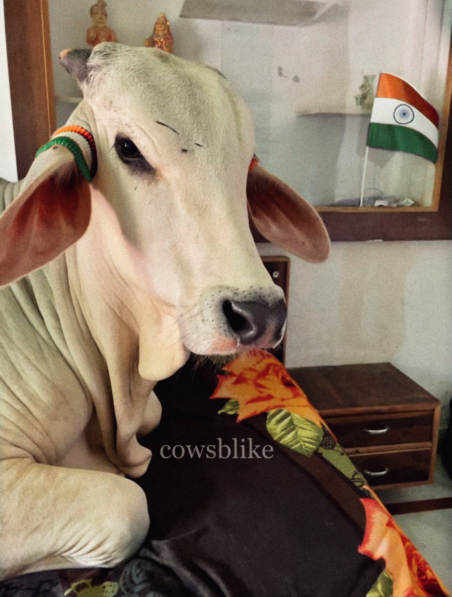 75वें गणतंत्र दिवस के अवसर पर सभी देशवासियों को हार्दिक शुभकामनाएं 🇮🇳🇮🇳
.
.
 #republicday #india #भारत  #gaumata