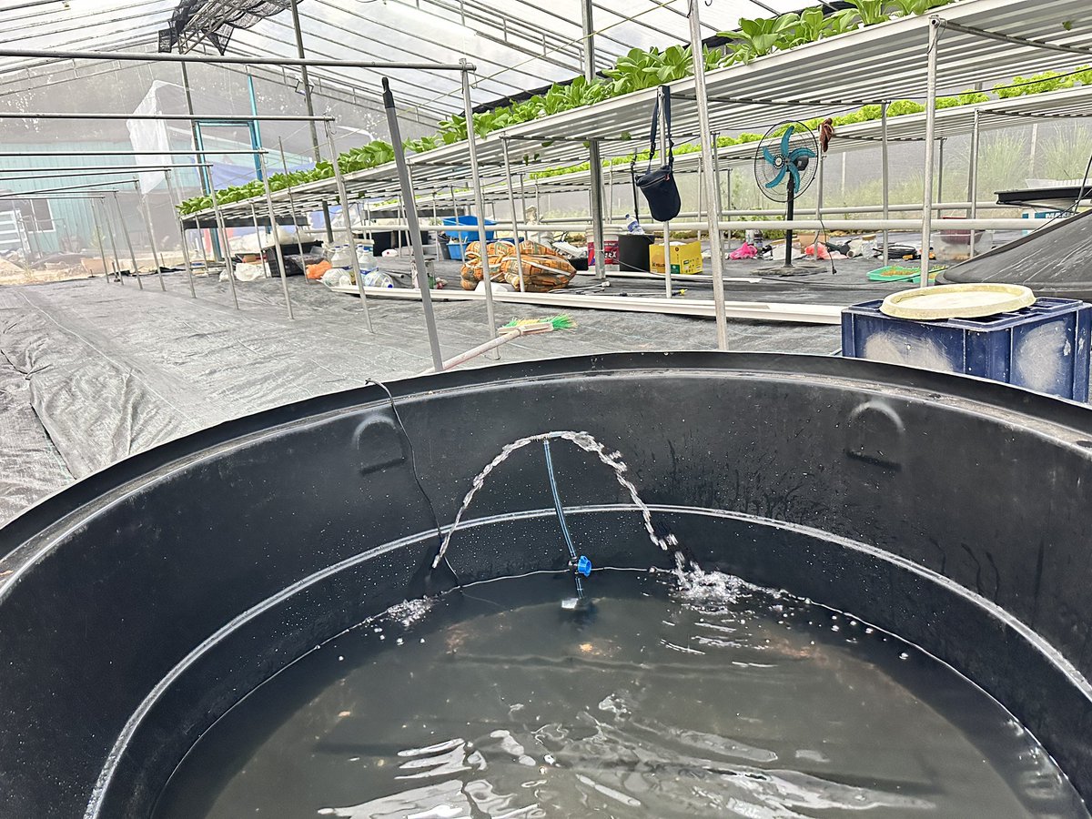 先准备小水泵，迎接小鱼儿到来

#鱼菜共生 #种植 #greenhouse #aquaponics #aquaponicfarming #aquaponicsystem