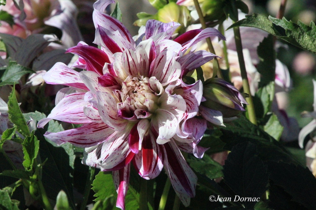 JeanDornac's tweet photo. Ô puissance de la beauté qui transporte nos cœurs au-delà d’eux-mêmes avec ce dahlia multicolore... #puissance #beauté #coeurs #dahlia #multicolore #2016 #parc #têteOr #Lyon https://t.co/NPcGD27u2G