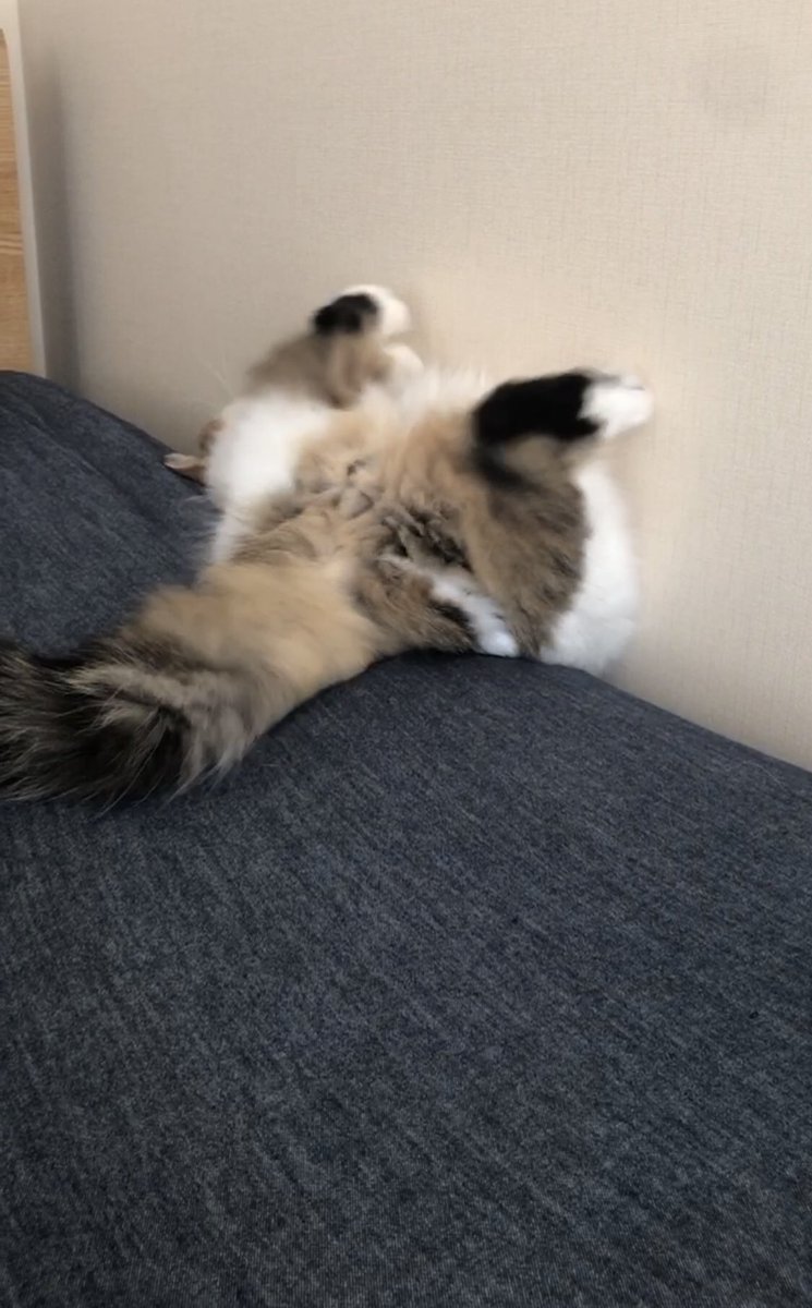 azukichi_komugi's tweet image. なにがあった

#猫　#ねこ　#CatsOfX