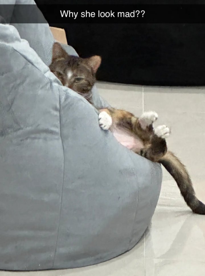 Patches_Daily's tweet image. maybe she looks mad because you interrupted her nap, george 😒 patchy needs her nap time