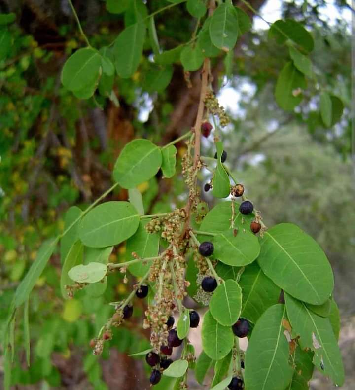 THE SMELL OF RICE OR POTATOES IN THE BUSH... IS IT A SNAKE??? 

You are walking in the bush and suddenly come across a pleasant smell of cooked potatoes or rice. 
You remember an elderly person telling you that  once you come across that scent then there is a dangerous snake
