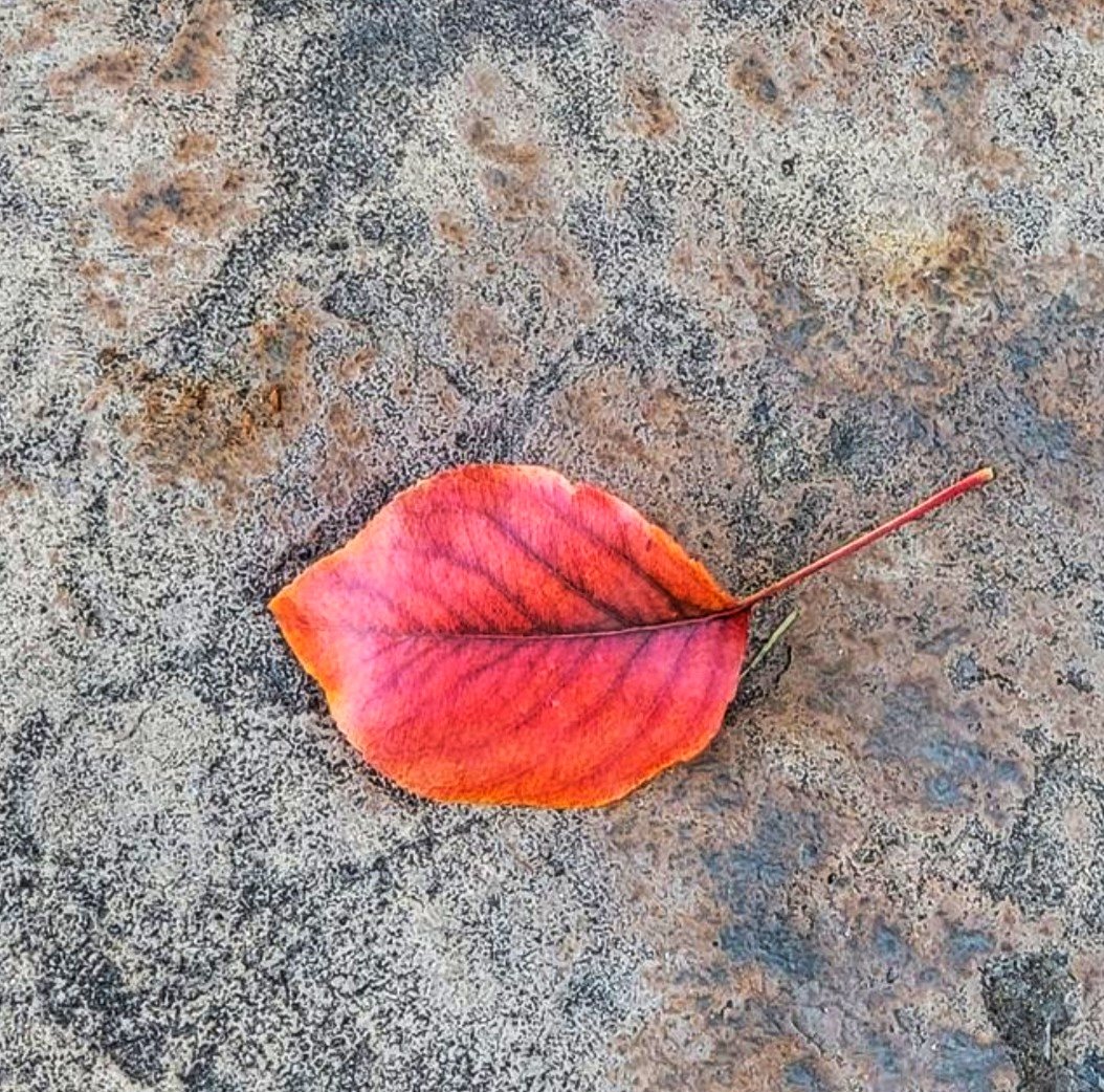JerylSwanson's tweet photo. @RCederfjard #leaf https://t.co/z9rhq8tJ3s