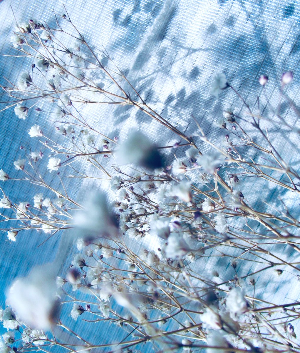 0_skyblue's tweet photo. 蒼い影とかすみ草 https://t.co/OgzD6xgI1O