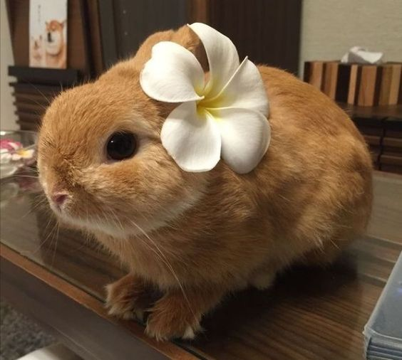 RabbitEveryHour's tweet photo. https://t.co/msKsJlaG6R