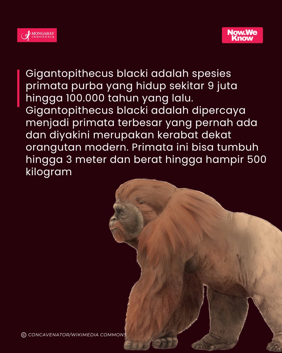 Bukan Gorilla, Gigantopithecus blacki diyakini menjadi primata terbesar  yang pernah ada, dan diperkirakan memiliki ukuran tubuh yang jauh lebih  besar daripada gorila., image size:960x1200