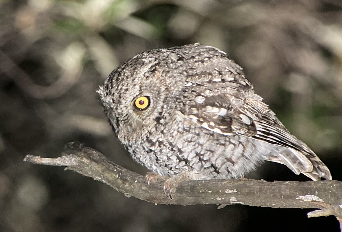 bzimmerbirds's tweet photo. An incredible day on our Winter Southern Arizona tour was capped off by this epic Whiskered Screech-Owl. #VENTbird https://t.co/fLAI6EitpR
