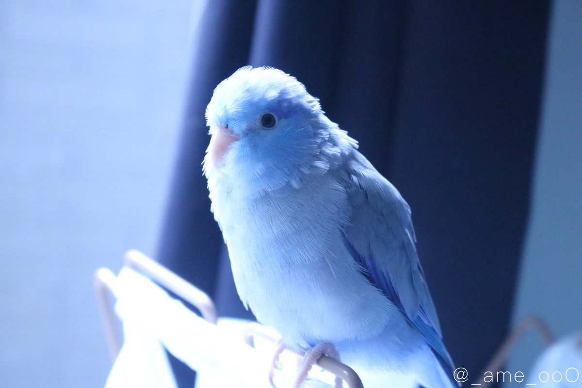 ⠀
💙

#マメルリハ #インコ #あめの日常
