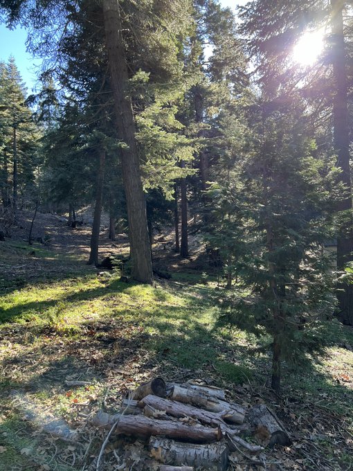 Had the most beautiful day today in the woods ✨🌲 https://t.co/XPtT7rdSCU<a href="/tag/mvsales"class="tags"><span>#mvsales</span></a>