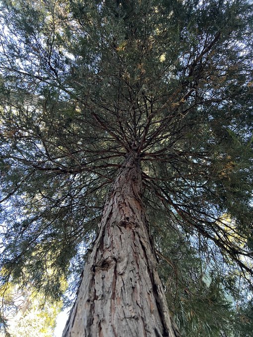 Had the most beautiful day today in the woods ✨🌲 https://t.co/XPtT7rdSCU<a href="/tag/mvsales"class="tags"><span>#mvsales</span></a>