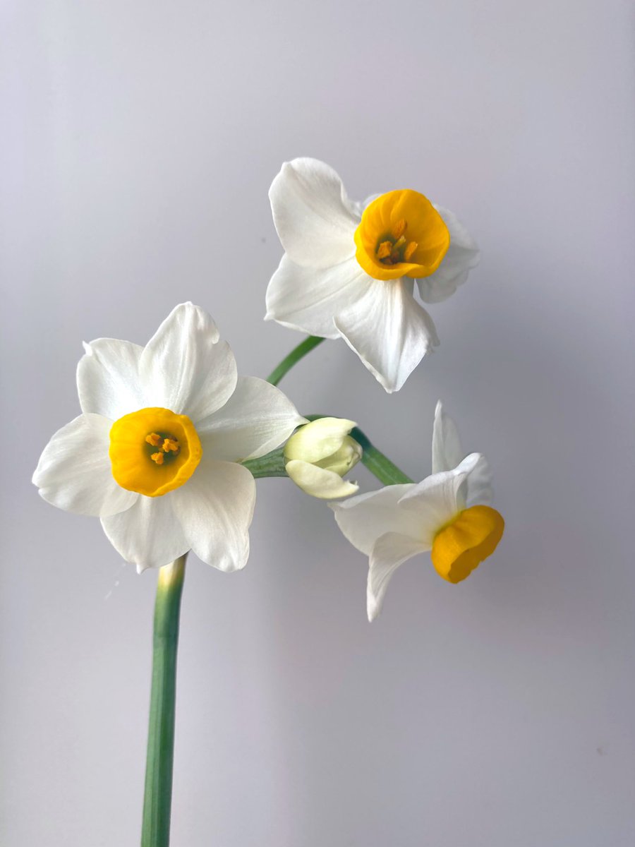 水仙の香りのハンドクリームが欲しい

花の無い処でも香りを愉しみたいとは人間様はなんと我儘な