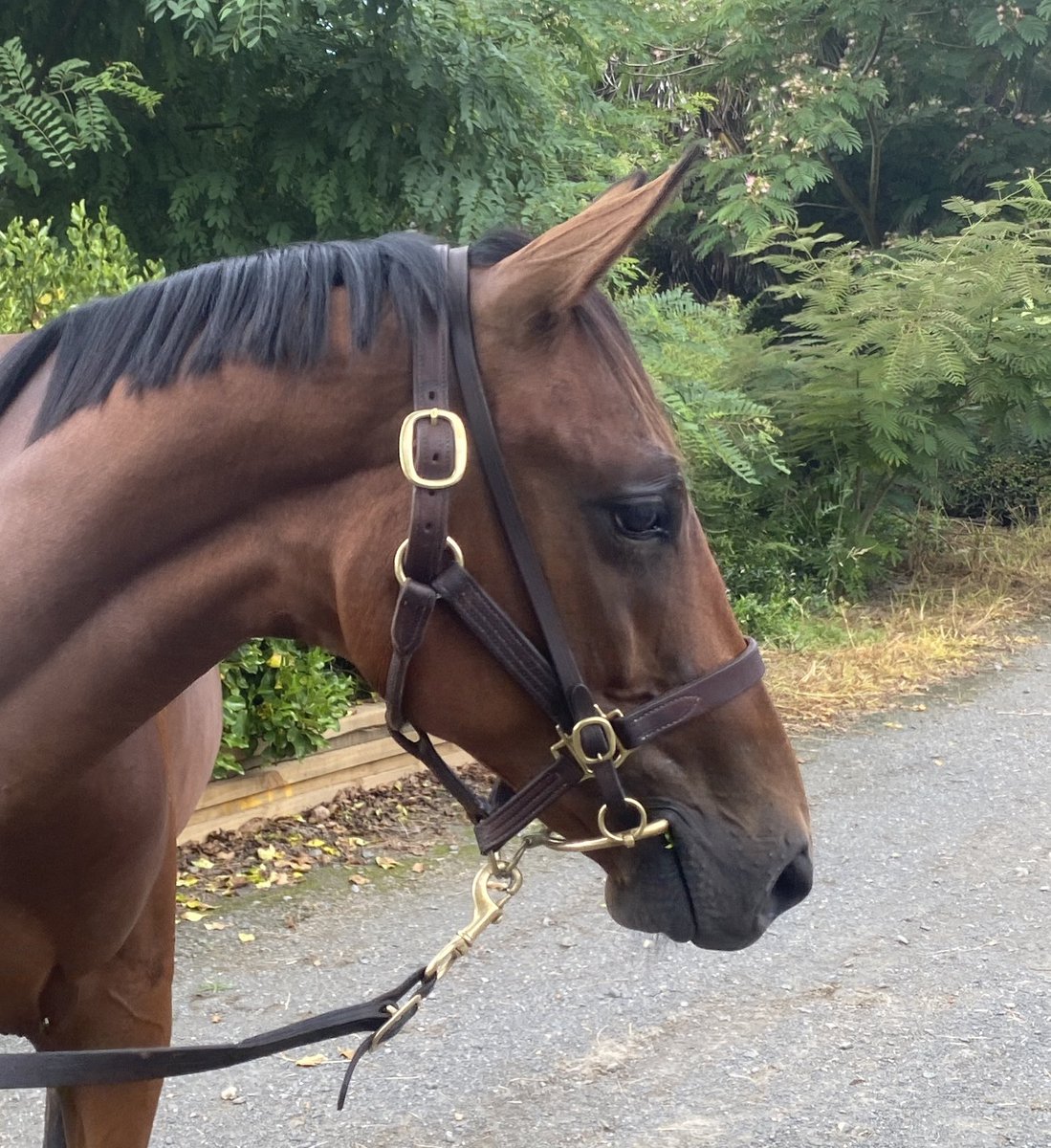 TimberleeTb's tweet photo. Timberlee Thoroughbreds presents Lot 710 Bay colt by Group 1 winner Embellish from the winning mare Emerged full sister to Shuka 2times group 1 winner 
Emerged has produced 3 winners from 3 to race https://t.co/g1FQcd3FYZ