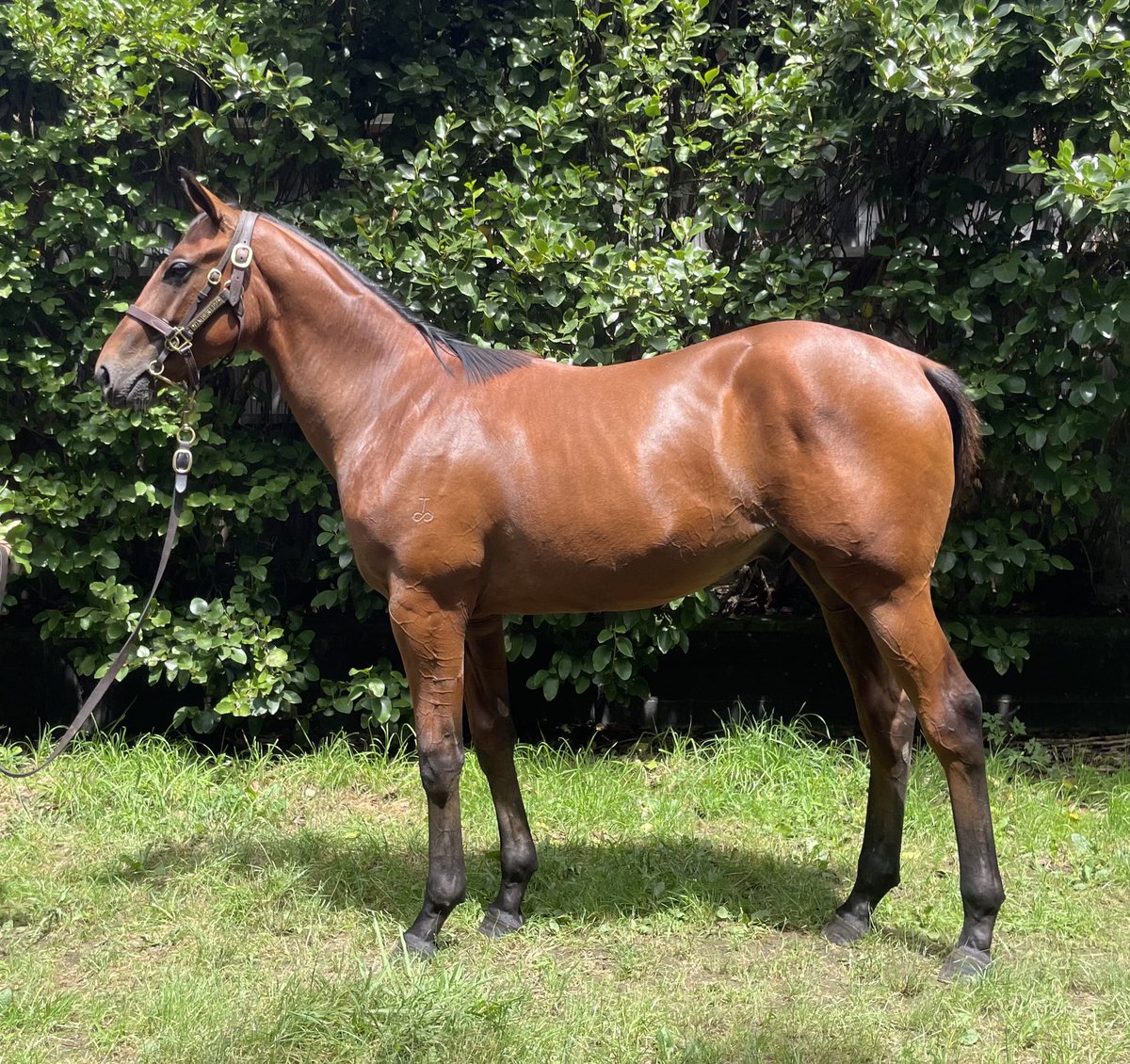 TimberleeTb's tweet photo. Timberlee Thoroughbreds presents Lot 710 Bay colt by Group 1 winner Embellish from the winning mare Emerged full sister to Shuka 2times group 1 winner 
Emerged has produced 3 winners from 3 to race https://t.co/g1FQcd3FYZ