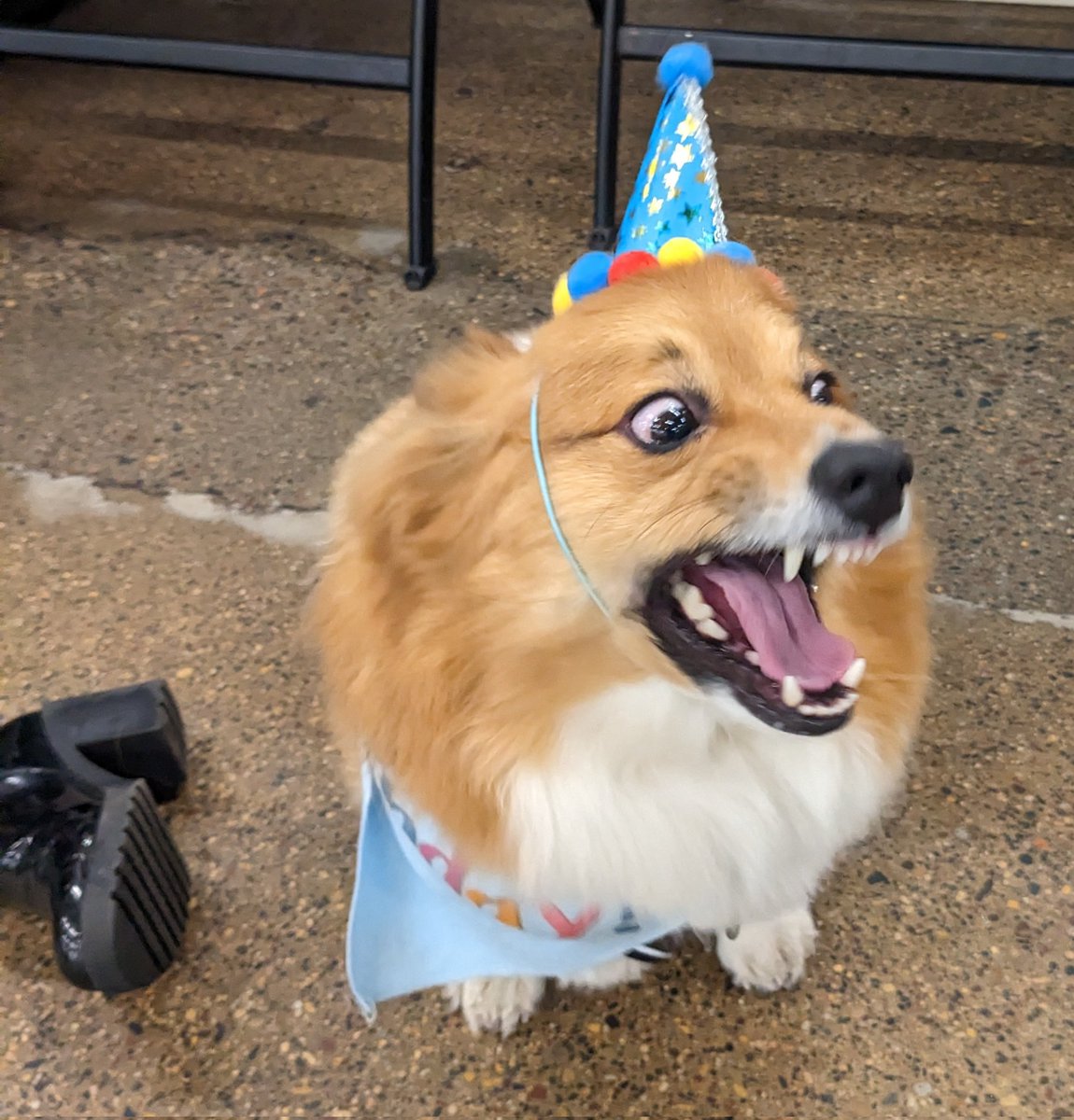 Sophsonary's tweet photo. @Yoda4ever Reminds me of my dog's last birthday at the indoor dog park https://t.co/HY8t1gsFgI