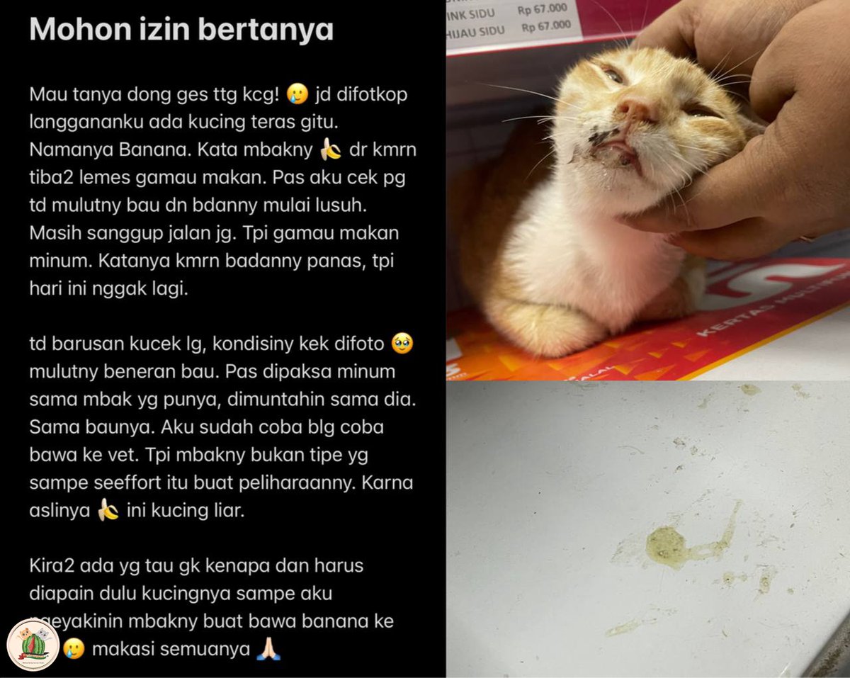 kochengfs's tweet photo. Kcg! Temen2 mohon bantuan dan pencerahannya dong 😭🙏🏻 https://t.co/uPgJgV7Bly