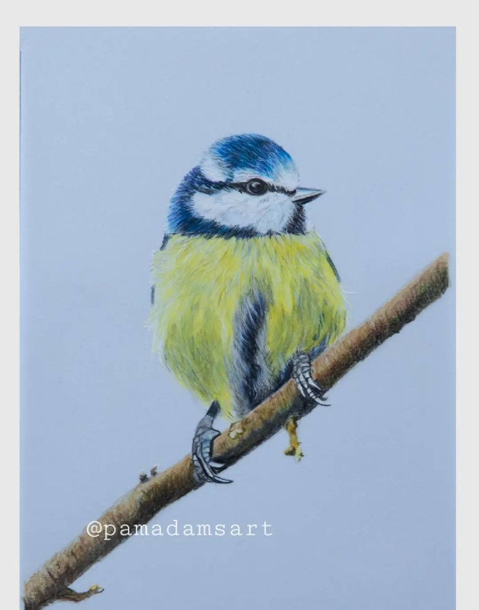 The bluetits are busy in our garden today.  Lovely to see 🥰
I have a couple of these still available.  Click on the link below to see more.
pamadamsart.etsy.com/listing/139870…