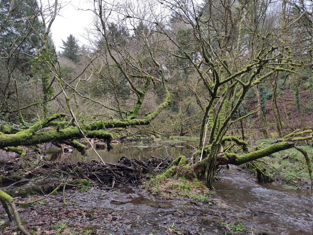 Had a break from budget stuff to visit a 4ha #beaver enclosure in NE Cornwall yesterday. Mindbogglingly good wetland is being constructed. The original incised river channel is away to the right of this picture. Imagine what this will look and sound like in May/June!! 🦫