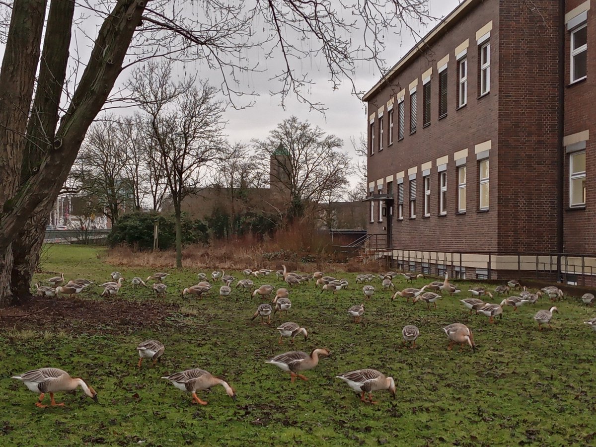 🪿Hi there! This Friday frenzy right next to the institute is quite a view. Reminds us a little bit of this image from the 1930s. 🐏