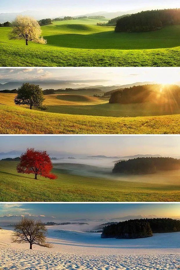 The view of a tree in 4 seasons.