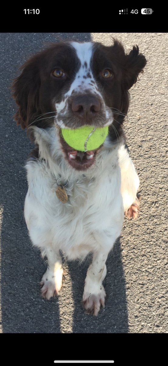Happy Retirement to PD Sammy who has worked her last shift and will now put her paws up and relax!! Sammy joined the force in 2017 and was trained to find drugs, cash and firearms. Over the past 6 years she has helped take all off the streets!! Well done Sammy, you’ll be missed!!