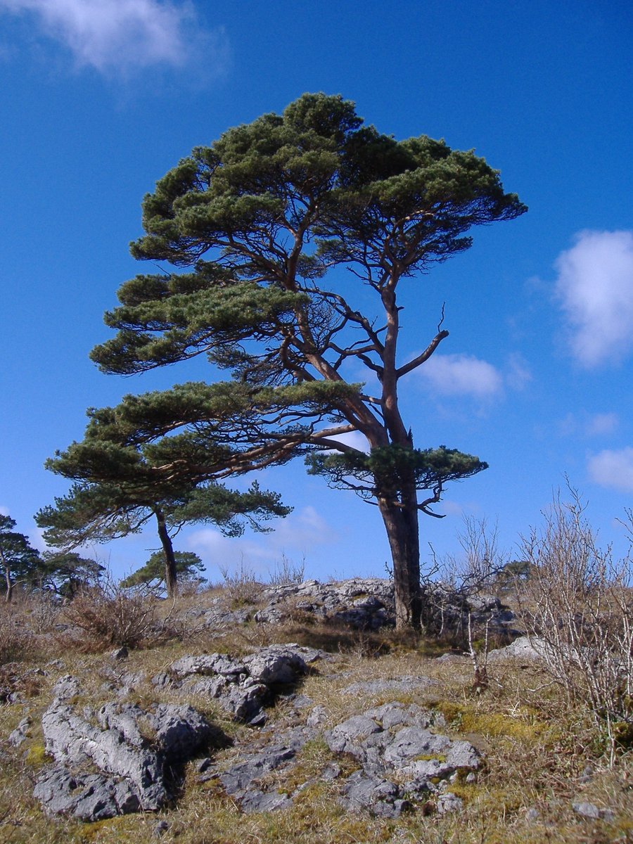 At last, our paper on the genetics of Scots pine in Ireland is out! Published with #OpenAccess in BMC Ecology and Evolution: bmcecolevol.biomedcentral.com/articles/10.11… Thanks Sam Belton @philippecubry @Colin_Kelleher @NBGGlasnevinOPW @agriculture_ie