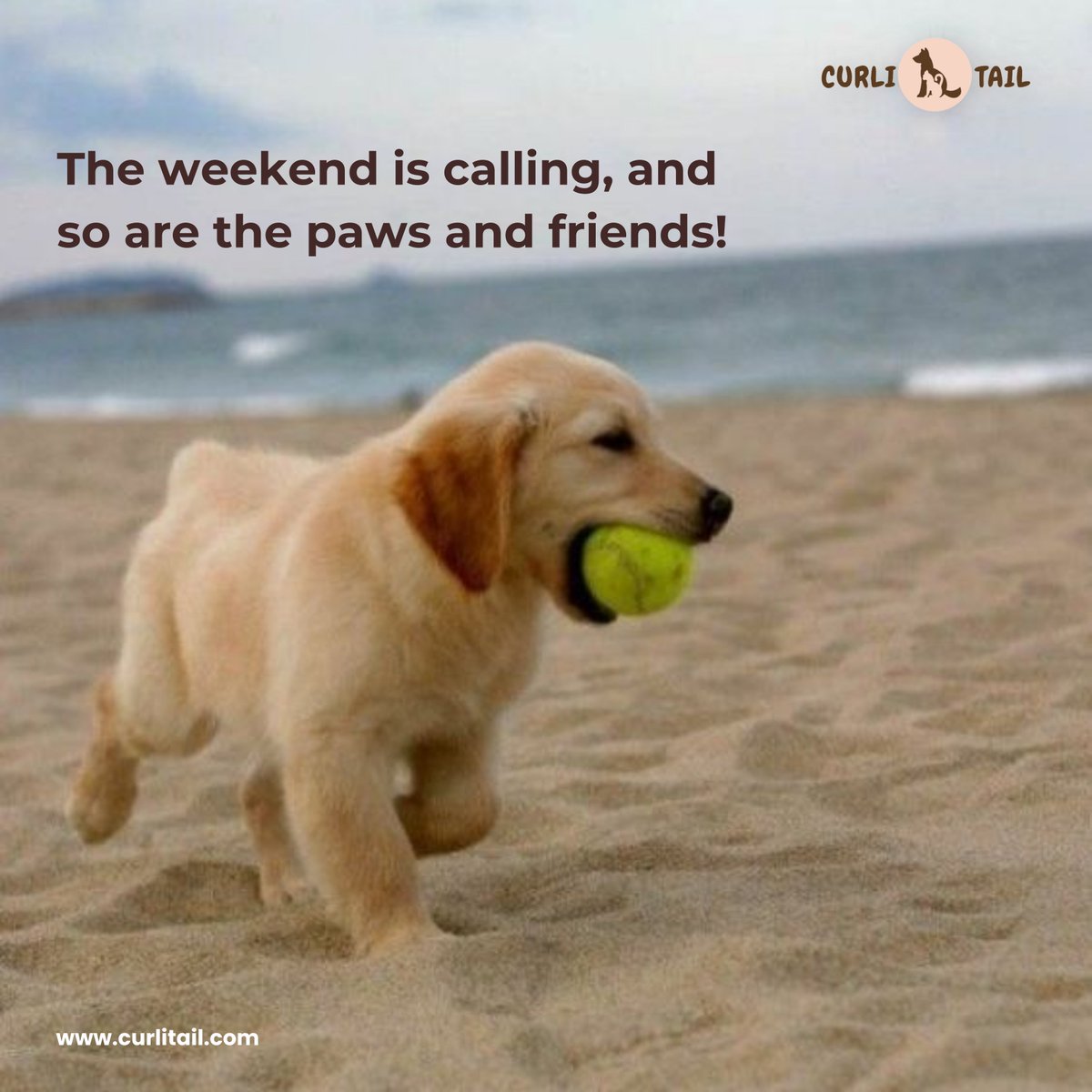 🎊 Embrace the Friday vibes, leave work behind, and dive into the joy of spending quality time with furry companions and dear friends. 🐾❤️ #WeekendFun #PawsAndPals