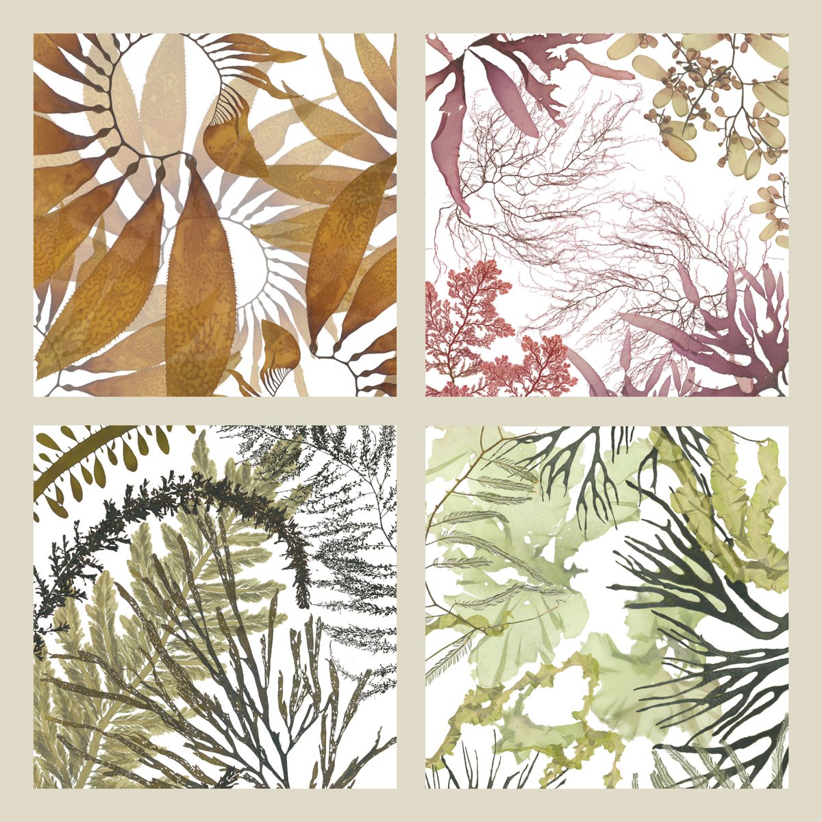 Artwork made from scanned seaweed pressings by @SmithCoralReef for #PhycologyFriday