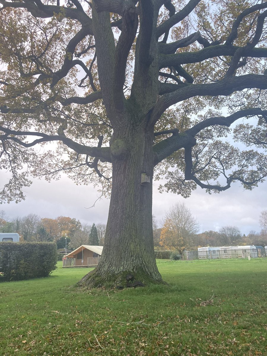 #Trees #Nature #TreeClub #FridayFeeling #vanlife Taken on manoeuvres at Blackmore @CampAndCaravan club site.  Have a fantastic Friday fellow nerds 💚🌳🏕️