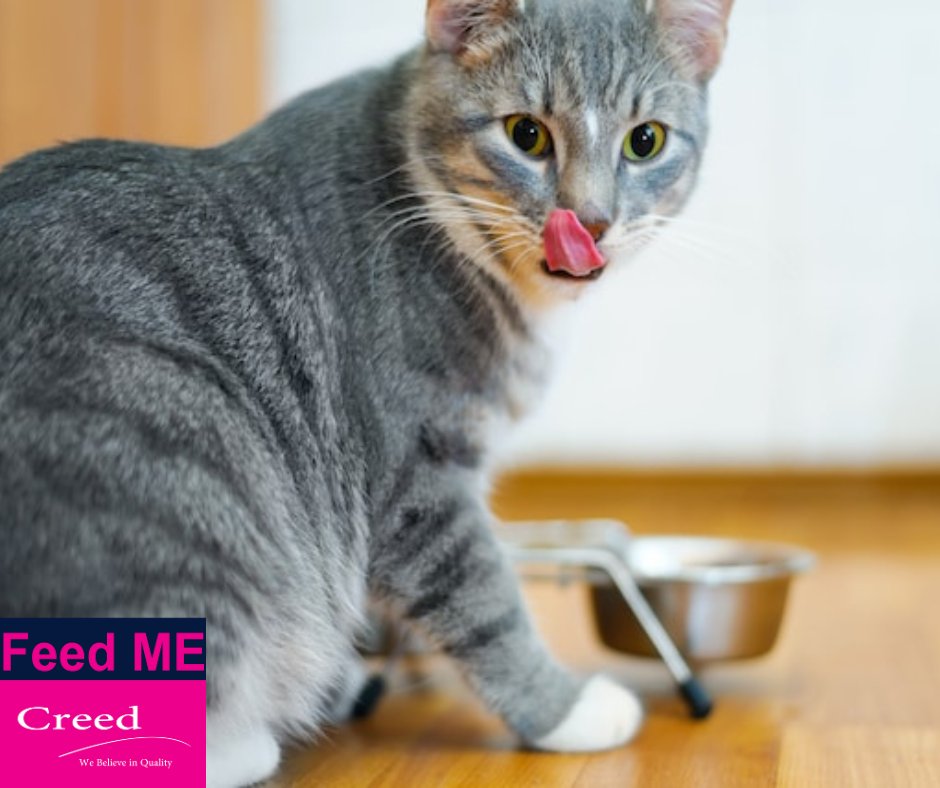 Unleash the gastronomic drama for your feline star! 'Feed Me by Creed' Feline Health Nutrition Range – where nutrition meets the stage. Tailored for your cat's performance in the theater of life.#feedme #feedmebycreed #petfood #bestcatpetfood #petfood #petfooddubai #bestcatfood