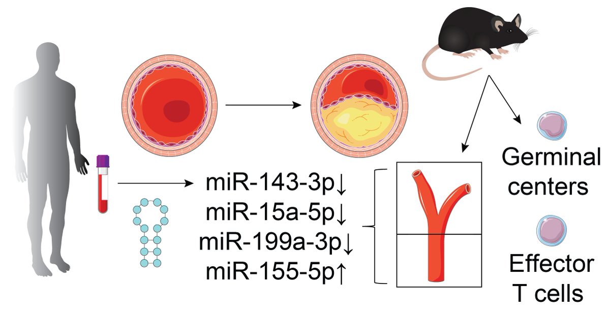 Our new publication demonstrates that low levels of miR-143-3p in plasma extracellular vesicles can serve as a biomarker for atherosclerosis and that dysregulation of microRNAs is linked to the immune reactions associated with disease progression.

link.springer.com/article/10.100…