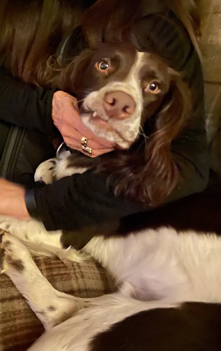 “Morse” missed out on tongue out Tuesday….so how about Fang out Friday! ⁦<a href="/Albertspanner/">Albertspanners Dad</a>⁩ ⁦<a href="/SpanielNugget/">Nugget</a>⁩ ⁦<a href="/SpanielAidUK/">Spaniel Aid</a>⁩ ⁦<a href="/BillesleyWMP/">Billesley Police</a>⁩ ⁦@IanGreenWMP⁩