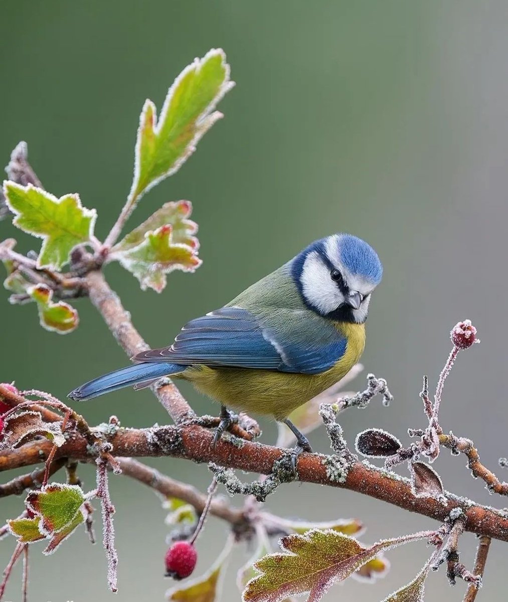 Mirko Vasić tweet media