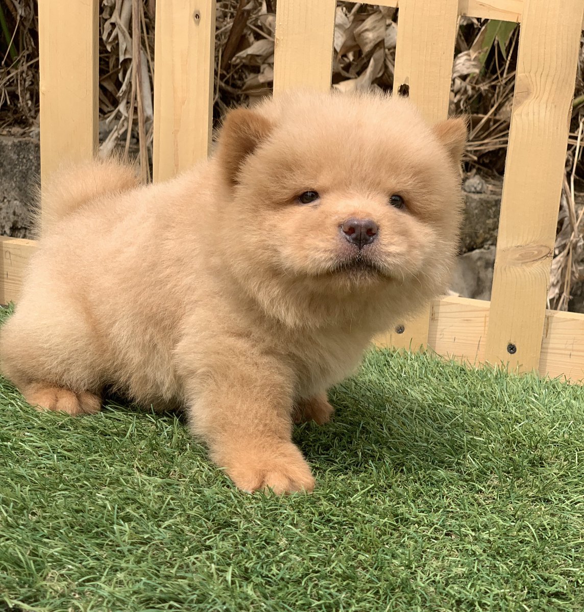 DotlyLHASA tweet media