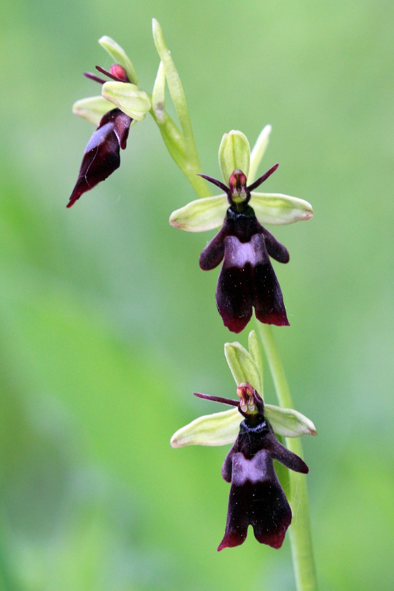 Mariposa_Nature's tweet photo. If you'd like to spend a day orchid-hunting in Kent with author of #OrchidSummer, @dunnjons, in late spring, places remain on both available dates, 1 and 2 June. The day includes a plethora of flowers, a fine pub lunch, and orchid tales a-plenty. Full details on our website (1/3) https://t.co/MEi4TsJX99