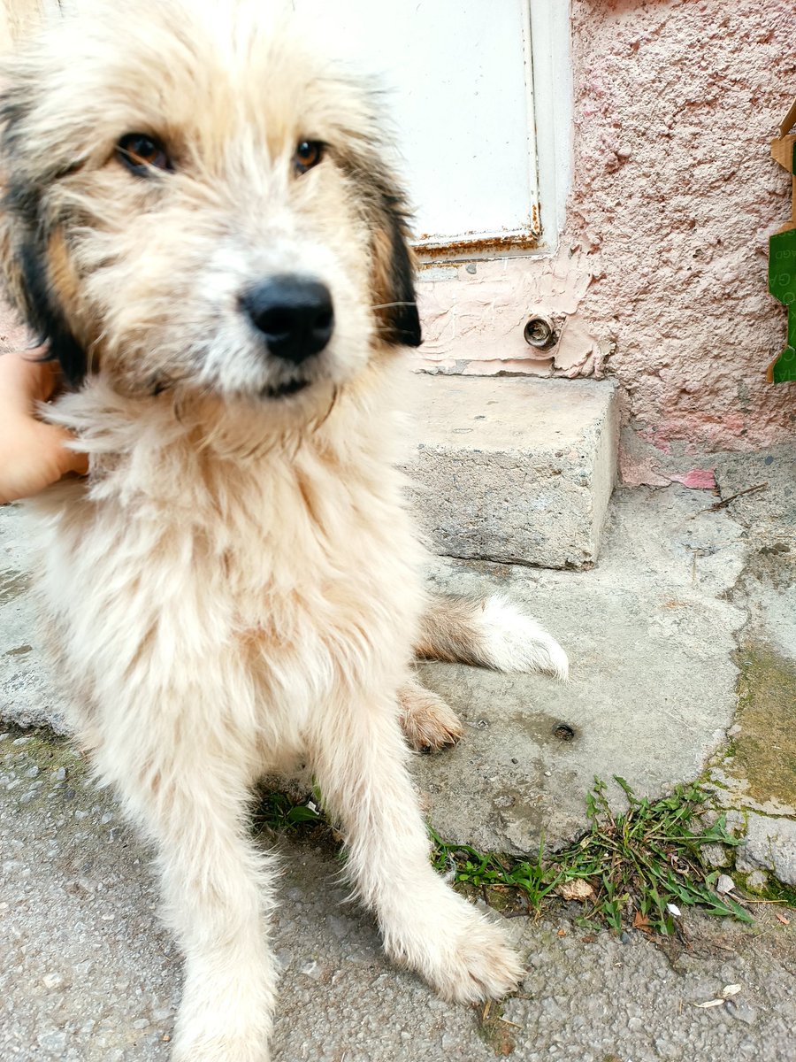 Şu yakışıklıyı yeni gördüm. Sokağa atılmış. Çok acil İstanbul'da ya da Ankara'da geçici de olsa bir yer çıkmaz mı? Bu kış günü sokakta ne yapsın? 😔 Her çağıranın peşine gidiyor. Cinsiyeti erkek. Yumuşak huylu, pamuk gibi. İlanın yayılır mı bilmiyorum ama elimden bu geliyor. 😔