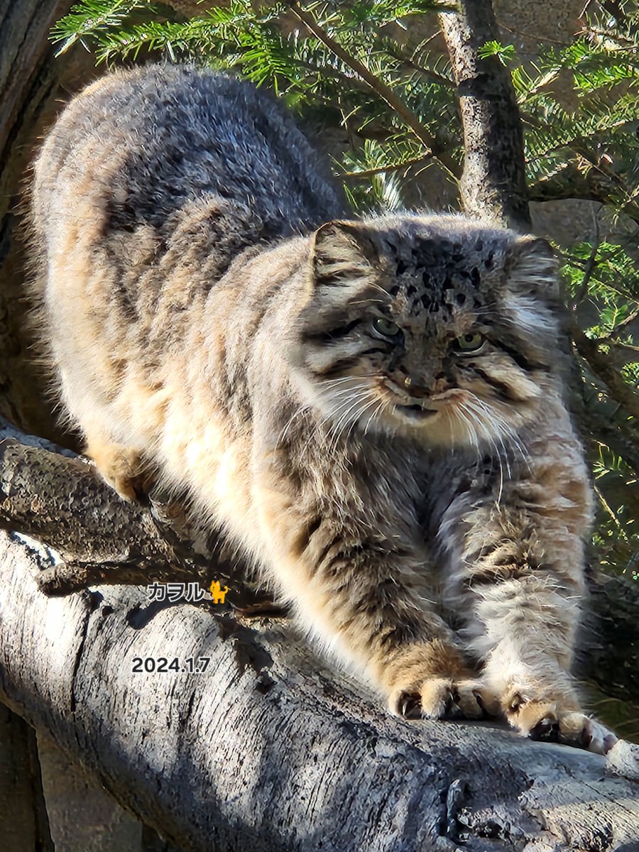 【推しのマヌルネコ🐈️】…
一番✡️の生まれ変わり
ボル🐈️がそこにいるだけで
幸せﾃﾞｽ🤭
#こんな時だから取り敢えずネコチャンの画像をはれ 
#那須どうぶつ王国
#推しの子