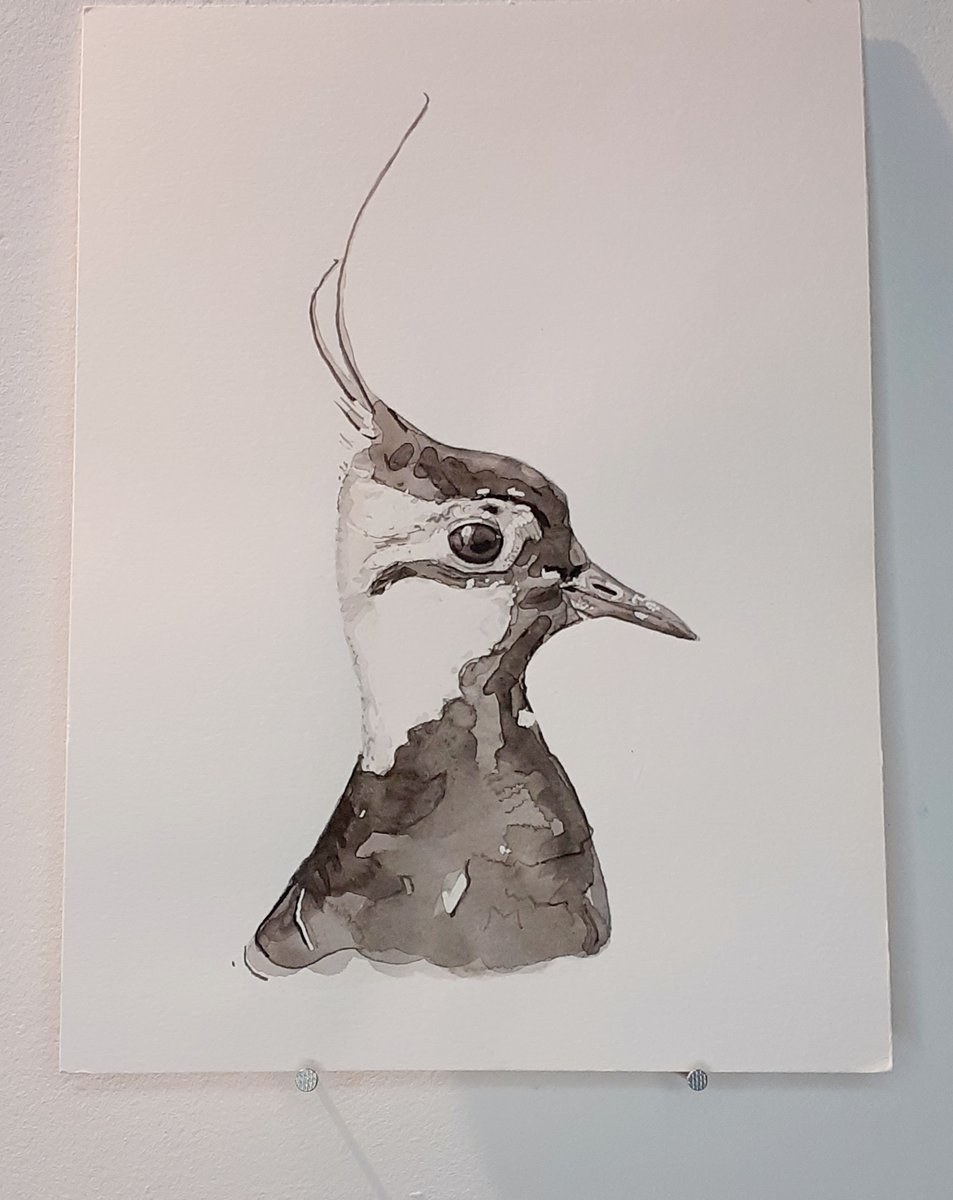 Sterne107's tweet photo. Bonne journée !

#vanneau #kiebitz #plover #watercolor #birdart https://t.co/nDXi9CdJjw