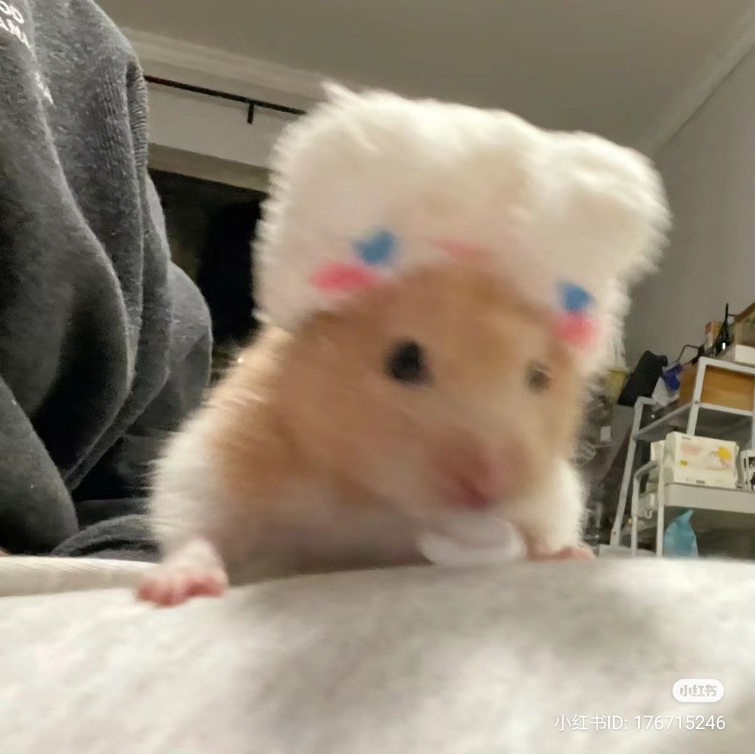 /ᐠ - ˕ -マ tweet media