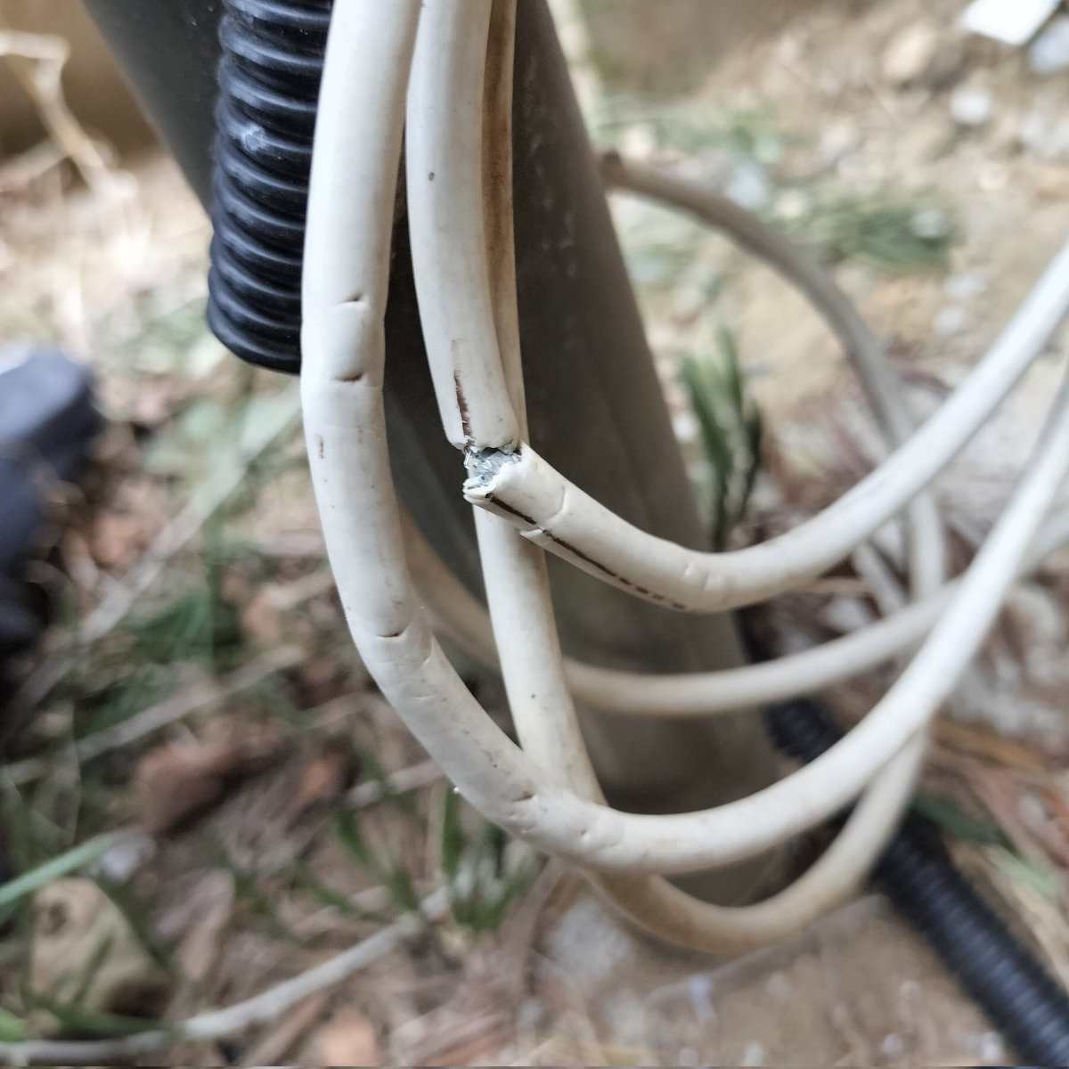 world_diyer's tweet image. 最近家の周りに荒くれ者がいる😼

BSが突然映らなくなり、向きがずれたのかと思い調整するも、いくらやっても映らず🤔

足元見たらこんなんになってました😭

#猫対策 #アンテナケーブル