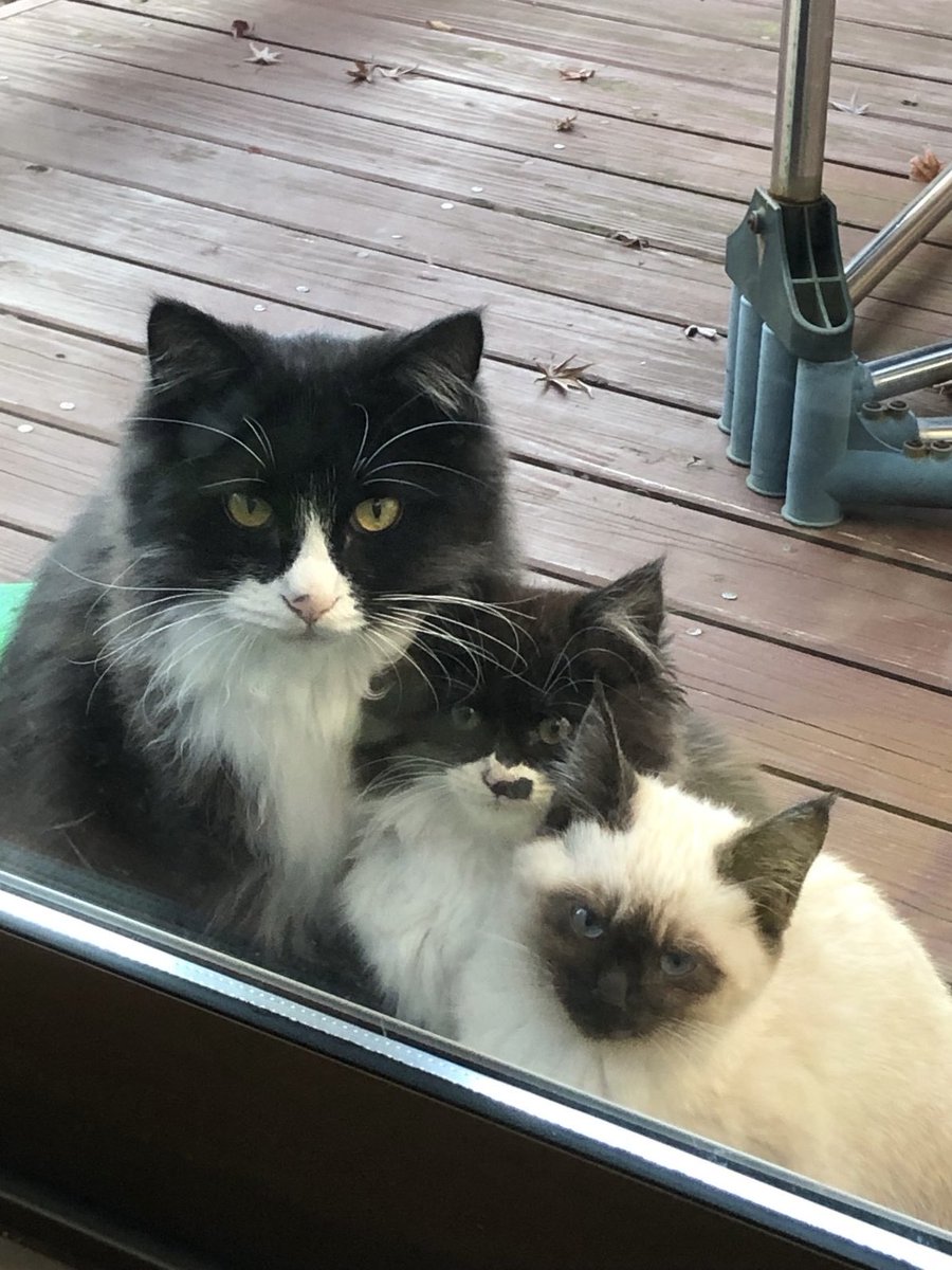 うちにやってきて、すくすく育った三きょうだい😺
揃ってお迎えしてくださる方が見つかって、無事に引き取られていきました。
みんな甘えっ子だから幸せになってほしいな😊