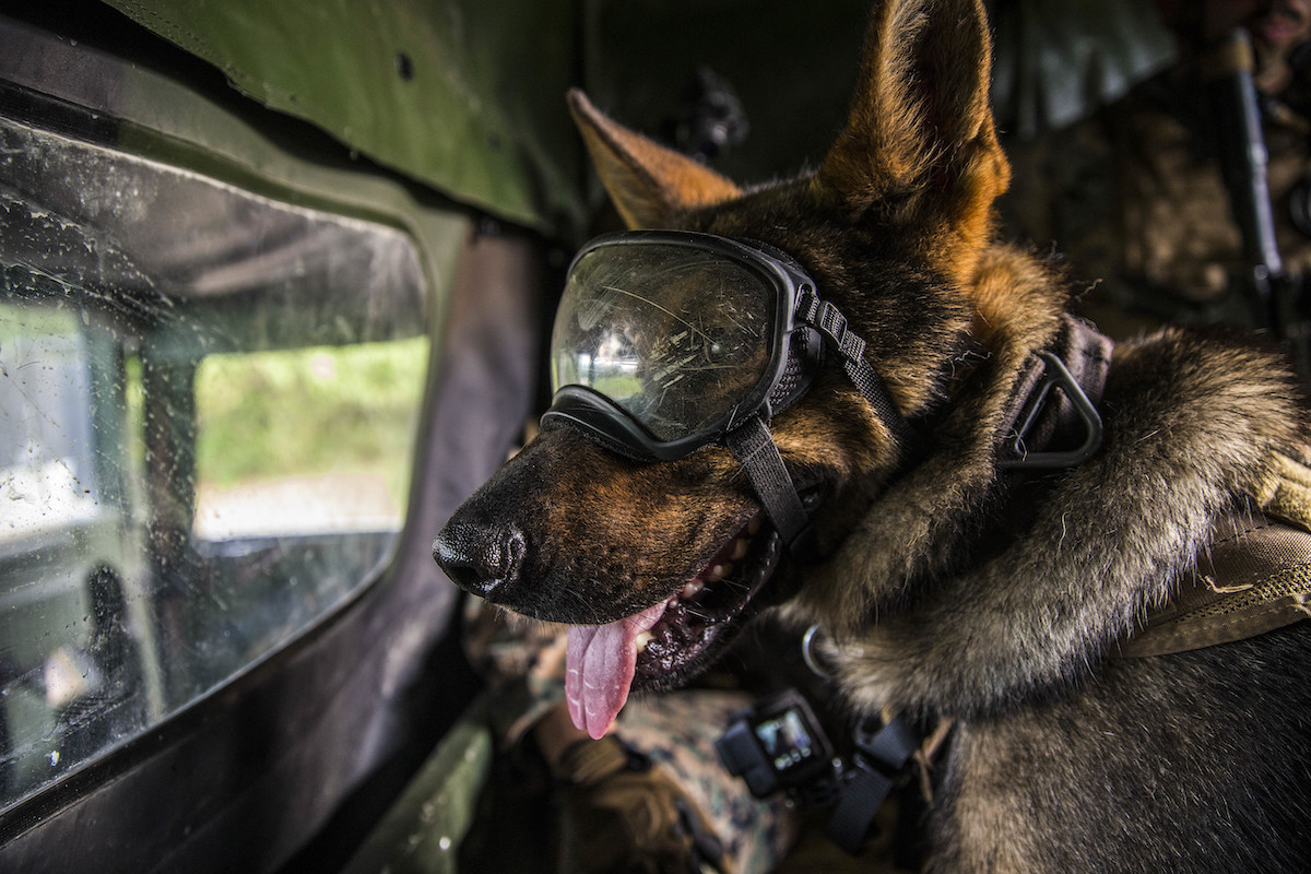 Our latest exhibition is about to be Unleashed! Check out "WARRIOR DOGS: Honoring the Service &amp; Sacrifice of America's Four-Legged Heroes" in our new newsletter: conta.cc/4937itN (photo: "Raid Ready" by Marine Corps Cpl. Tanner Seims). #warriordogs #tugmcgrawfoundation