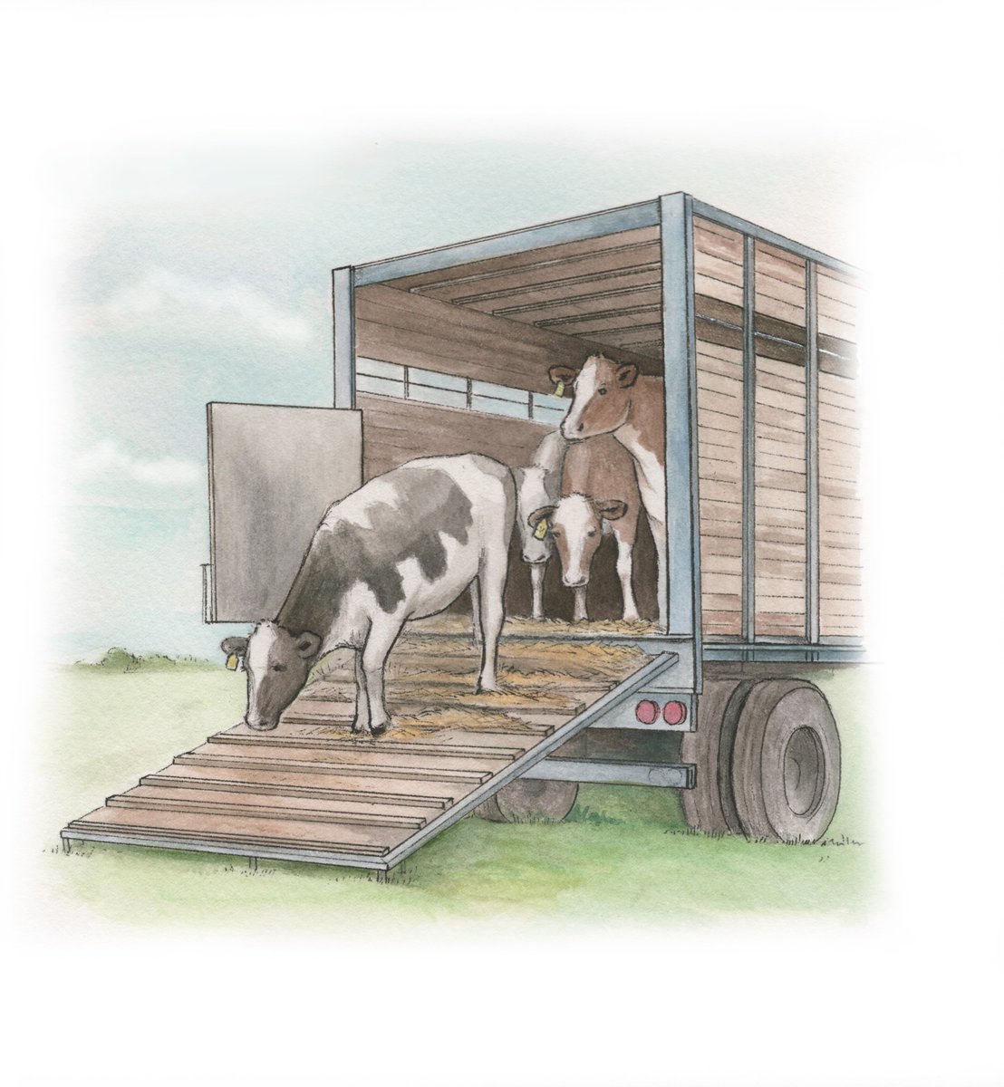 We have just published a new study looking into how five countries address current animal welfare concerns associated with live animal transportation. royalsocietypublishing.org/doi/10.1098/rs… A thread to explore our main results 👇 @_Eugenieduval @EssexLawSchool @ubcAWP @Bristol_Vets