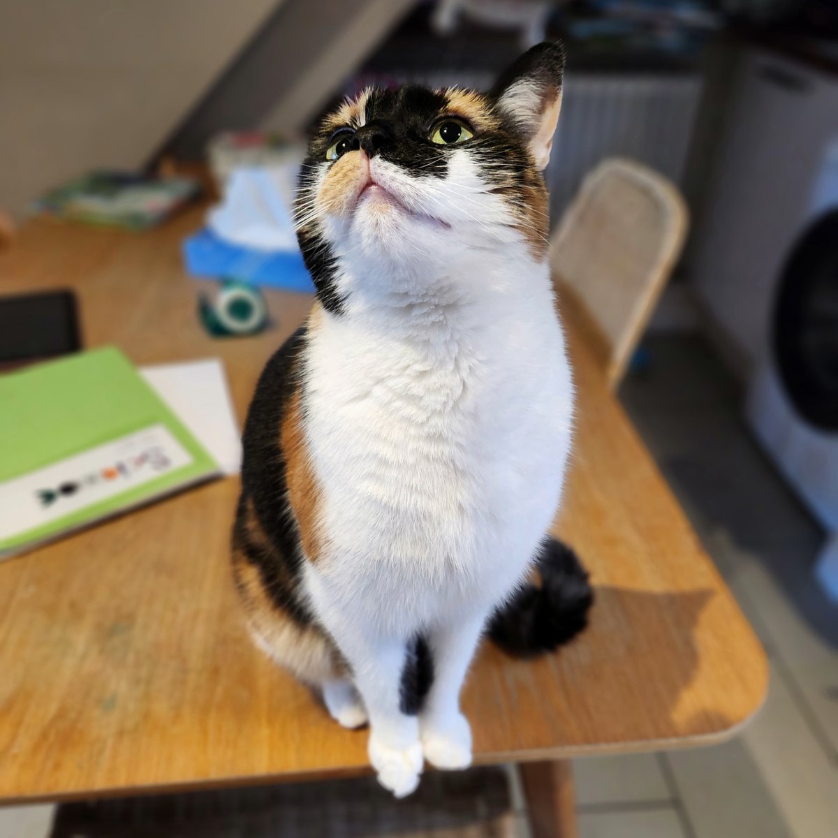 Alec Meer is not really here tweet media